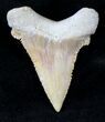 Palaeocarcharodon Fossil Shark Tooth - #19781-1